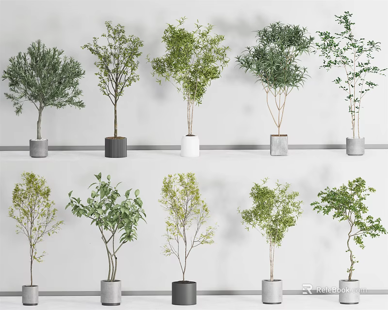 Bonsai Potted Plants With Different Varieties Green Leaves In Gray White Pots On Shelves 3d model 