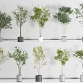 Bonsai Potted Plants With Different Varieties Green Leaves In Gray White Pots On Shelves