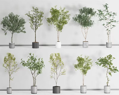Bonsai Potted Plants With Different Varieties Green Leaves In Gray White Pots On Shelves 3d model