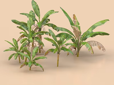 Several Banana Trees Featuring Green Leaves And Partial Withered Foliage On Light Brown Background 3d model