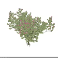 Vibrant Shrub With Green Leaves Pink Flowers And Visible Roots