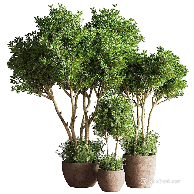 Lush Green Bonsai Trees Of Various Sizes In Decorative Clay Pots 3d model 