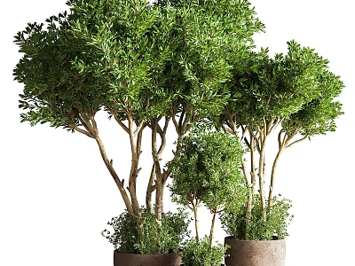 Lush Green Bonsai Trees Of Various Sizes In Decorative Clay Pots 3d model