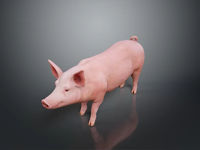 Realistic Full Body Pink Pig Standing On Dark Background With Clear Reflection 3d model