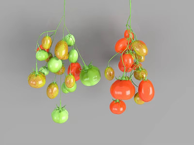 Hanging Fresh Tomatoes in Green Red Yellow Ripe and Unripe Varieties 3d model