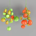 Hanging Fresh Tomatoes in Green Red Yellow Ripe and Unripe Varieties