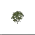 Tall Arbor With Lush Green Leaves Dense Canopy And Sturdy Brown Trunk