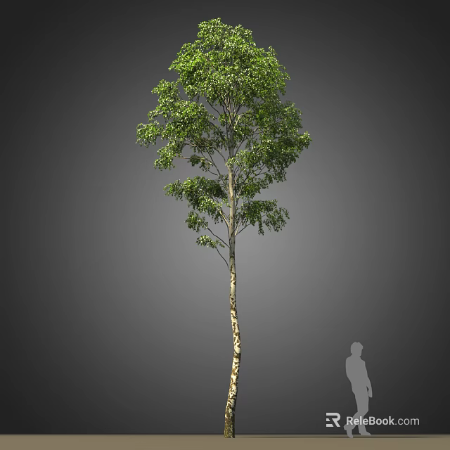 Tall Arbor With Lush Green Foliage And Straight Trunk Beside Human Silhouette 3d model 