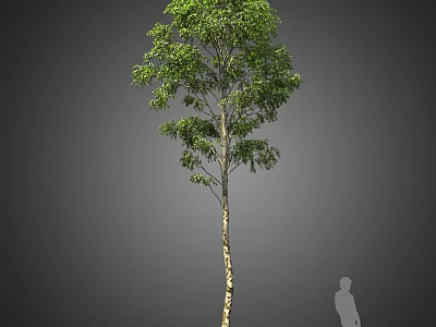 Tall Arbor With Lush Green Foliage And Straight Trunk Beside Human Silhouette 3d model