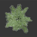 Tall Green Plant with Slender Stem Branches Leaves and Reflection on Gray Background