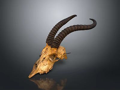 Detailed Antelope Skull Sculpture Carving With Curved Horns And Natural Texture 3d model