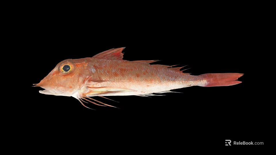Red Spotted Fish with Orange Eyes and Long Fins Displayed on Black Background 3d model 
