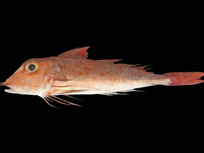 Red Spotted Fish with Orange Eyes and Long Fins Displayed on Black Background 3d model