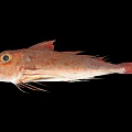 Red Spotted Fish with Orange Eyes and Long Fins Displayed on Black Background