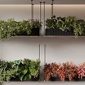 Indoor Hanging Basket Plants With Green And Red Foliage In Black Planters