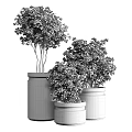 Elegant Modern Garden Decor With Black Planters Gold Accents And Lush Green Foliage Plants