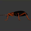 Red and Black Insect with Long Legs and Antennae on Dark Background Surface