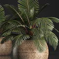Two Woven Texture Planters With Large Green Palm Leaf Potted Plants