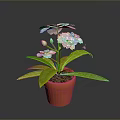 Beautiful White Flowers With Fresh Green Leaves In Orange Pot And Flower Bud