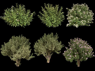 Modern Shrub Shrub 3d model Modern Shrub Shrub 3d model