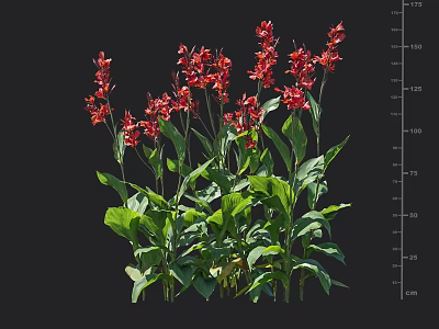 Vibrant Red Flowering Garden Plants With Green Leaves And Measured Height Dimensions 3d model