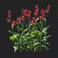 Vibrant Red Flowering Garden Plants With Green Leaves And Measured Height Dimensions