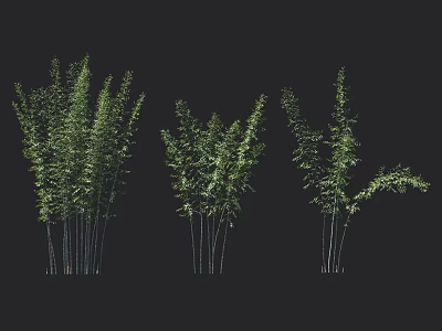 Clusters Of Bamboo With Different Growth Forms And Green Foliage 3d model
