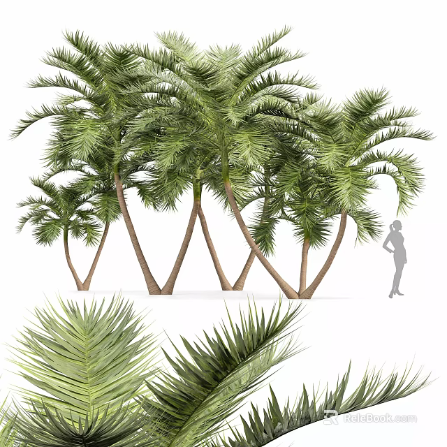 Towering Palm Trees With Lush Green Fronds And Slender Trunks In Outdoor Scene 3d model 