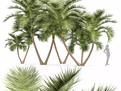 Towering Palm Trees With Lush Green Fronds And Slender Trunks In Outdoor Scene 3d model