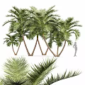 Towering Palm Trees With Lush Green Fronds And Slender Trunks In Outdoor Scene