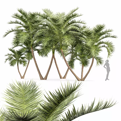 Towering Palm Trees With Lush Green Fronds And Slender Trunks In Outdoor Scene 3d model