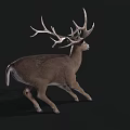 A white-tailed deer with large branched antlers running on black background in dynamic motion