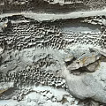 Natural Honeycomb Rock Formation With Unique Hole Patterns And Detailed Textures