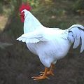White Rooster with Red Comb and Orange Claws Standing on Grassy Ground in Outdoor Area