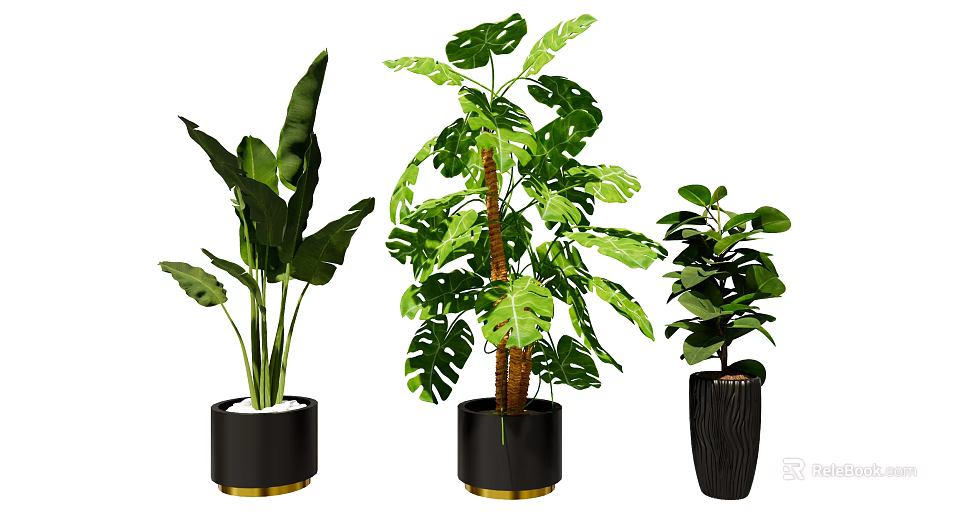 Large Tropical Leaf Potted Plants with Black Gold Rimmed Pots and Lush Green Foliage 3d model 