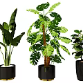 Large Tropical Leaf Potted Plants with Black Gold Rimmed Pots and Lush Green Foliage