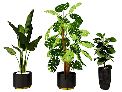 Large Tropical Leaf Potted Plants with Black Gold Rimmed Pots and Lush Green Foliage 3d model