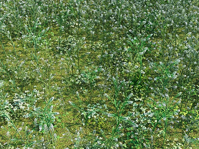 Beautiful Wildflowers Growing In Green Grassy Meadow With Natural Plants 3d model