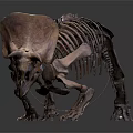 Modern Dinosaur Skeleton Triceratops Skeleton Triceratops Skeleton 3d model
