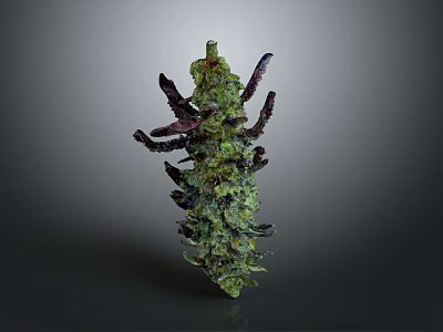 Mature Cannabis Plant With Green Foliage And Purple Branches Displaying Dense Buds 3d model