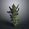 Mature Cannabis Plant With Green Foliage And Purple Branches Displaying Dense Buds