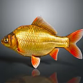 Shiny Golden Goldfish With Red Fins And Tail On Gray Background