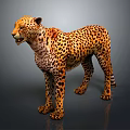 Realistic 3D Rendered Cheetah With Spotted Coat In Standing Posture 3d model