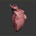 Detailed Organ Heart Model with Hair Follicle and Vascular Structure Features