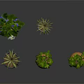 Various Green Plants in Terracotta Pots with Blue Purple and White Flowers