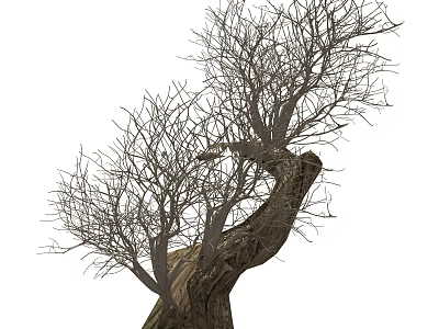 Leafless Arbor with Twisted Trunk and Slender Branches in Natural Form 3d model