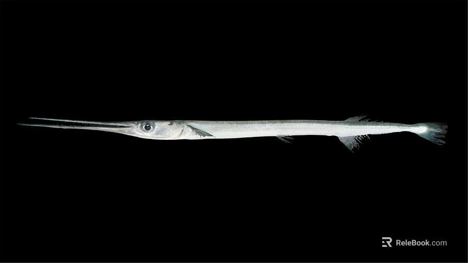 Needlefish With Long Slender Body And Elongated Snout Isolated On Black Background 3d model 
