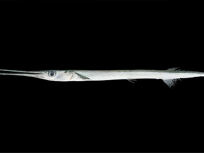 Needlefish With Long Slender Body And Elongated Snout Isolated On Black Background 3d model