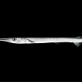 Needlefish With Long Slender Body And Elongated Snout Isolated On Black Background