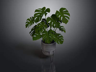 Monstera Plant with Large Green Leaves in Concrete Pot on Metal Stand 3d model